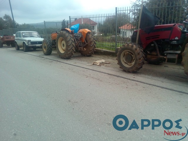 Περιπολικό της αστυνομίας χτύπησε σκύλο στο μπλόκο αγροτών του Χανδρινού σύμφωνα με καταγγελία! (φωτογραφίες)