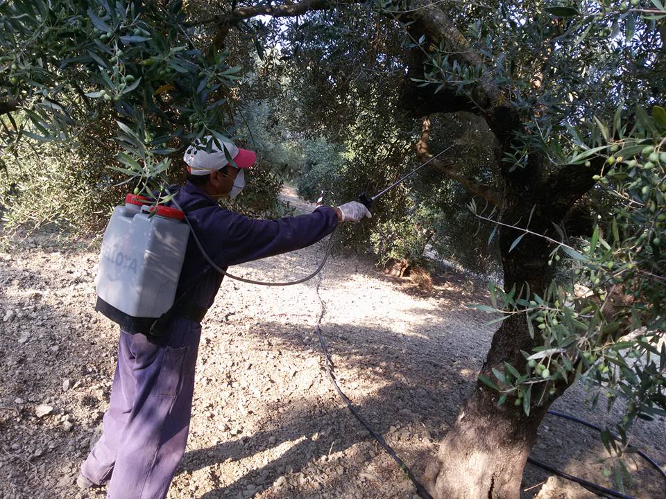 Αλέξης Χαρίτσης: «Ανεπαρκής η χρηματοδότηση για την φετινή δακοκτονία»