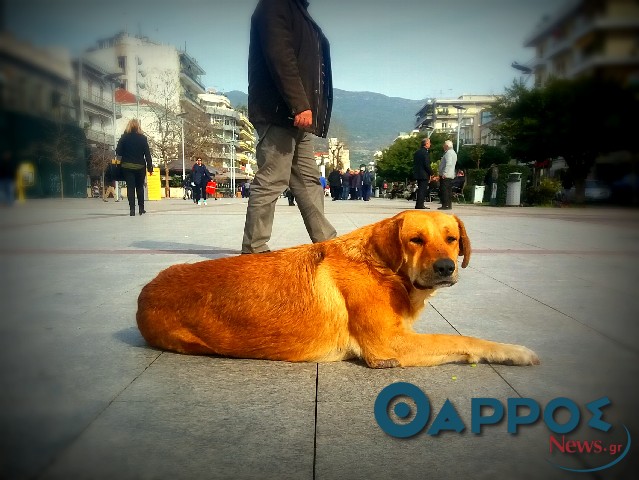 Σύσκεψη στο Δήμο Καλαμάτας για τη διαχείριση αδέσποτων και δεσποζόμενων ζώων