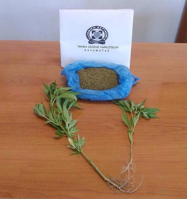 Συνελήφθη 42χρονος με 145 γραμμάρια κάνναβης και δύο δενδρύλλια (φωτογραφία)