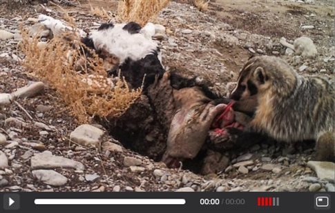 Ασβός βιντεοσκοπήθηκε να θάβει ολόκληρο μοσχάρι