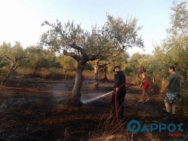 150 ειδοποιητήρια για «χορταριασμένα» οικόπεδα από το Δήμο Καλαμάτας