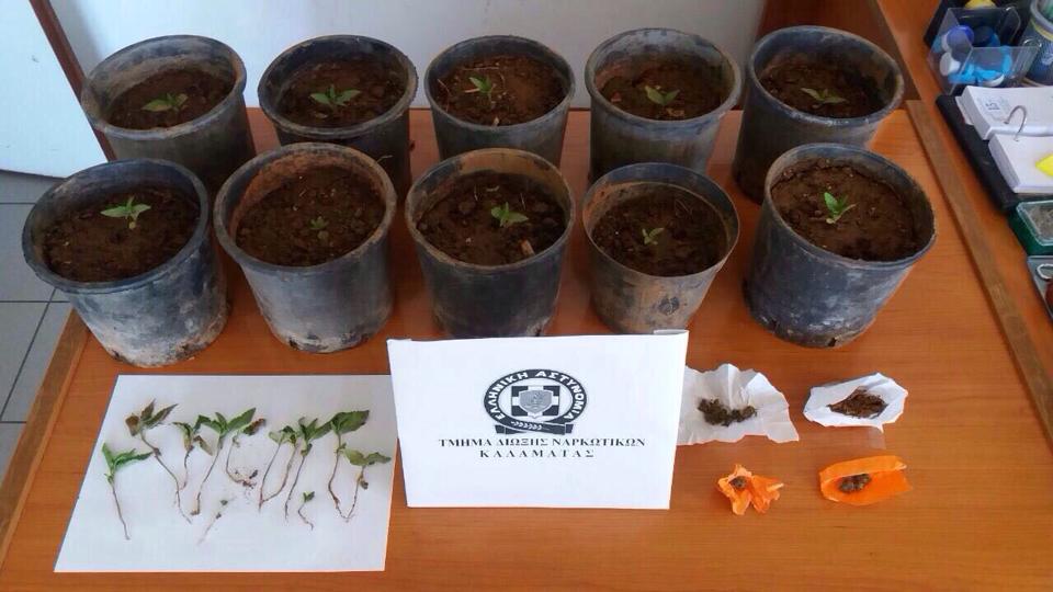 Προσπάθησε να καλλιεργήσει 23 χασισόδεντρα στη Σπερχογεία