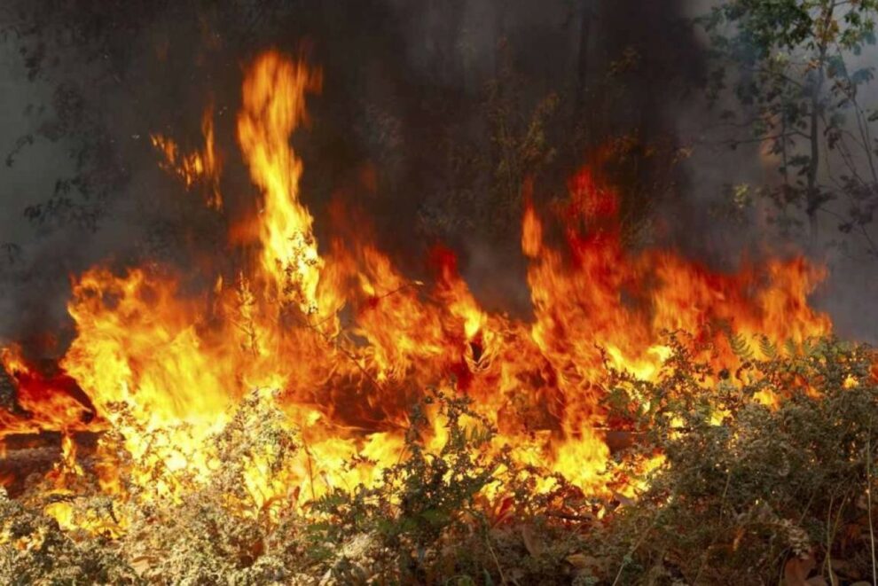 Μεγάλη φωτιά σε δάσος στη Μεγαλόπολη