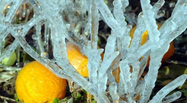 Πορίσματα ΕΛΓΑ για ζημιές σε Αντικάλαμο και Σπερχογεία