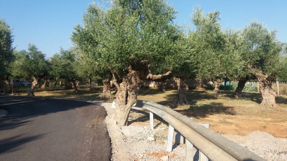 Όταν υπάρχει δέντρο μέσα από το στηθαίο…