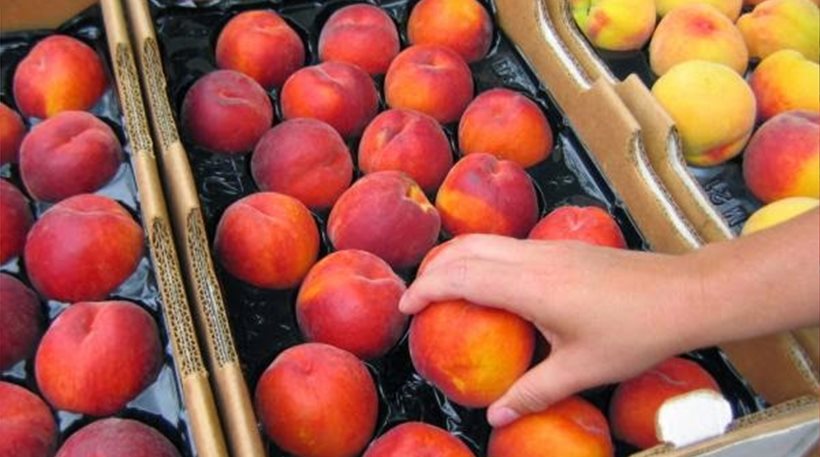 Διανομή ροδάκινων από την Ένωση Πολυτέκνων Καλαμάτας