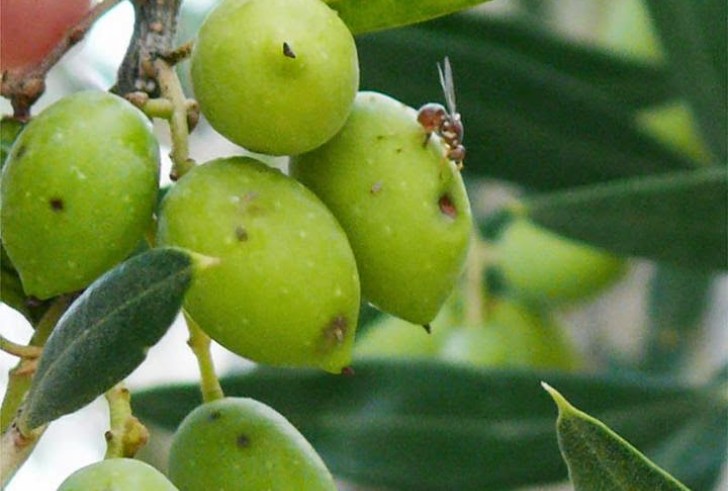 Ξεκινούν δολωματικοί, από εδάφους ψεκασμοί, για την καταπολέμηση του δάκου