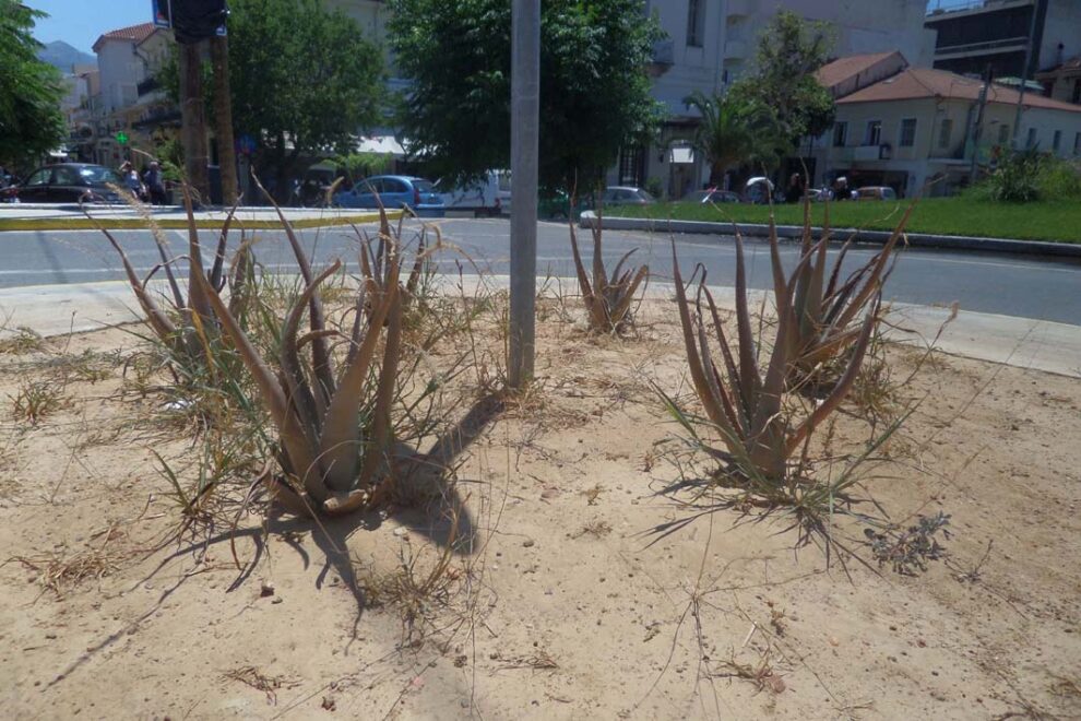 Μετά το φύτεμα…