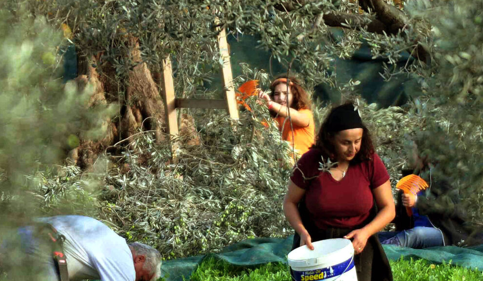 194 Νέοι Αγρότες στη Διεύθυνση Αγροτικής Οικονομίας Μεσσηνίας (Τα ονόματα των δικαιούχων)