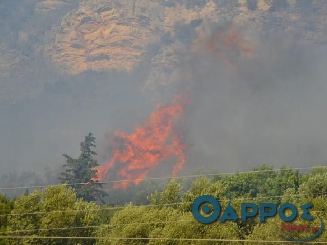Φωτιά σε εξέλιξη στο δάσος της Βασιλικής