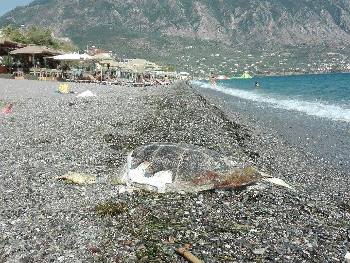 Θαλάσσια χελώνα ξεβράστηκε νεκρή στην παραλία της Καλαμάτας (φωτογραφίες)