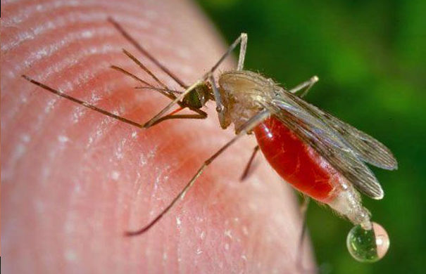 Το πρώτο θύμα από τον ιο του Δυτικού Νείλου που μεταδίδεται από τσίμπημα μολυσμένων κουνουπιών στην Ελλάδα