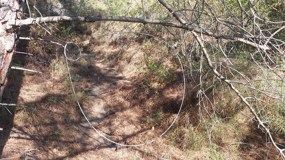 Σύλληψη για παράνομη θήρα αγριόχοιρου