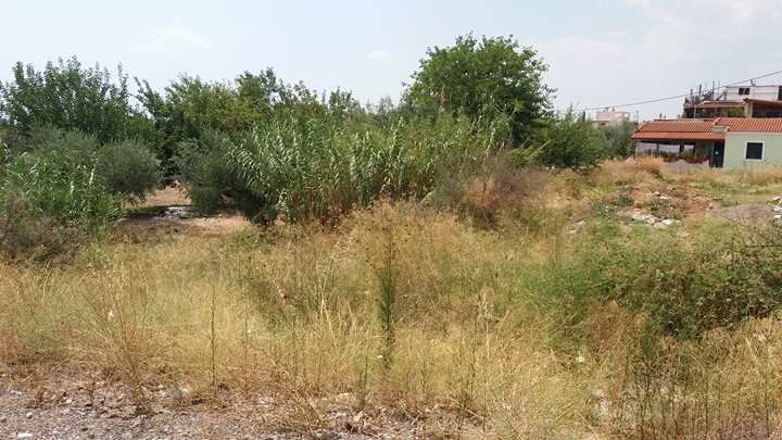 Ο Δήμος καθαρίζει τα δικά του οικόπεδα;