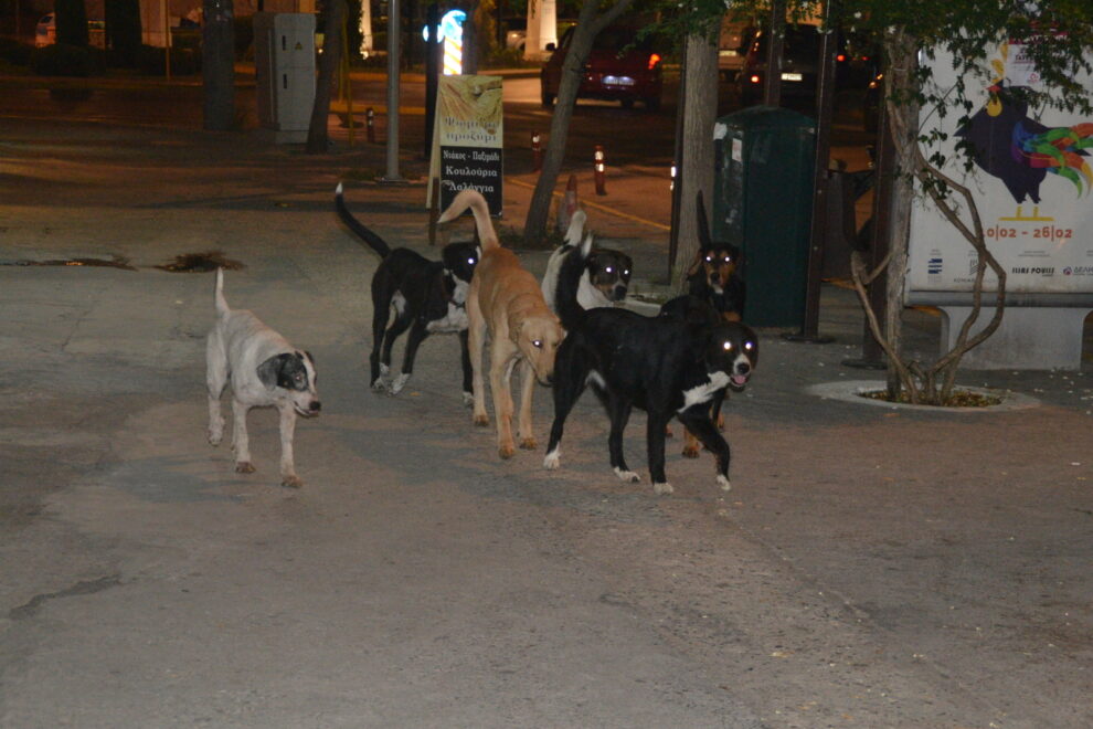 Σκυλοκαβγάδες