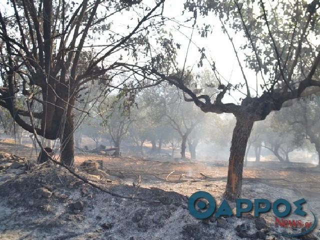 Μεσσηνία: Πυρκαγιές σε Υάμεια και Λευκοχώρα