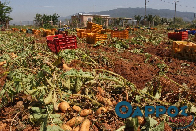 Κ. Βελόπουλος:  «Ακαλλιέργητες οι γεωργικές εκτάσεις με πατάτες στη Μεσσηνία»