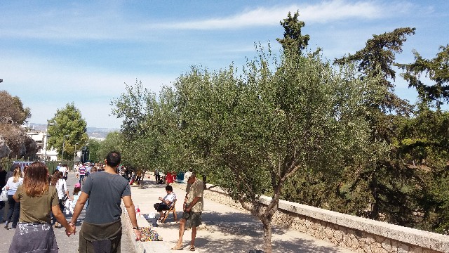 Στην Αθήνα φυτεύουν ελιές, στην Καλαμάτα βάζουμε μουριές και πλατάνια