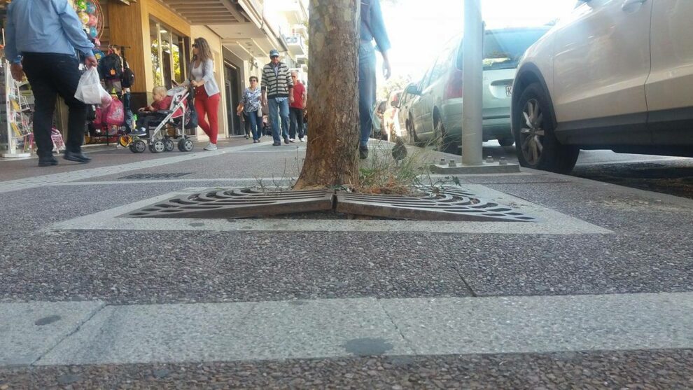 Το φύτεμα των πλατανιών και τα προβλήματα που δημιουργούν