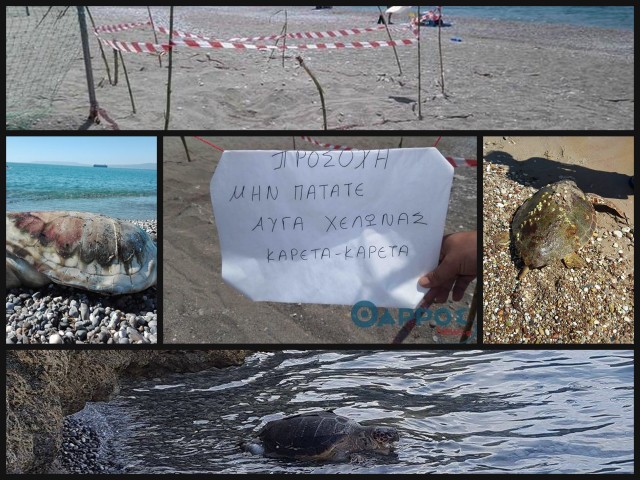 Πολλές νεκρές χελώνες ξεβράζονται στο Μεσσηνιακό Κόλπο