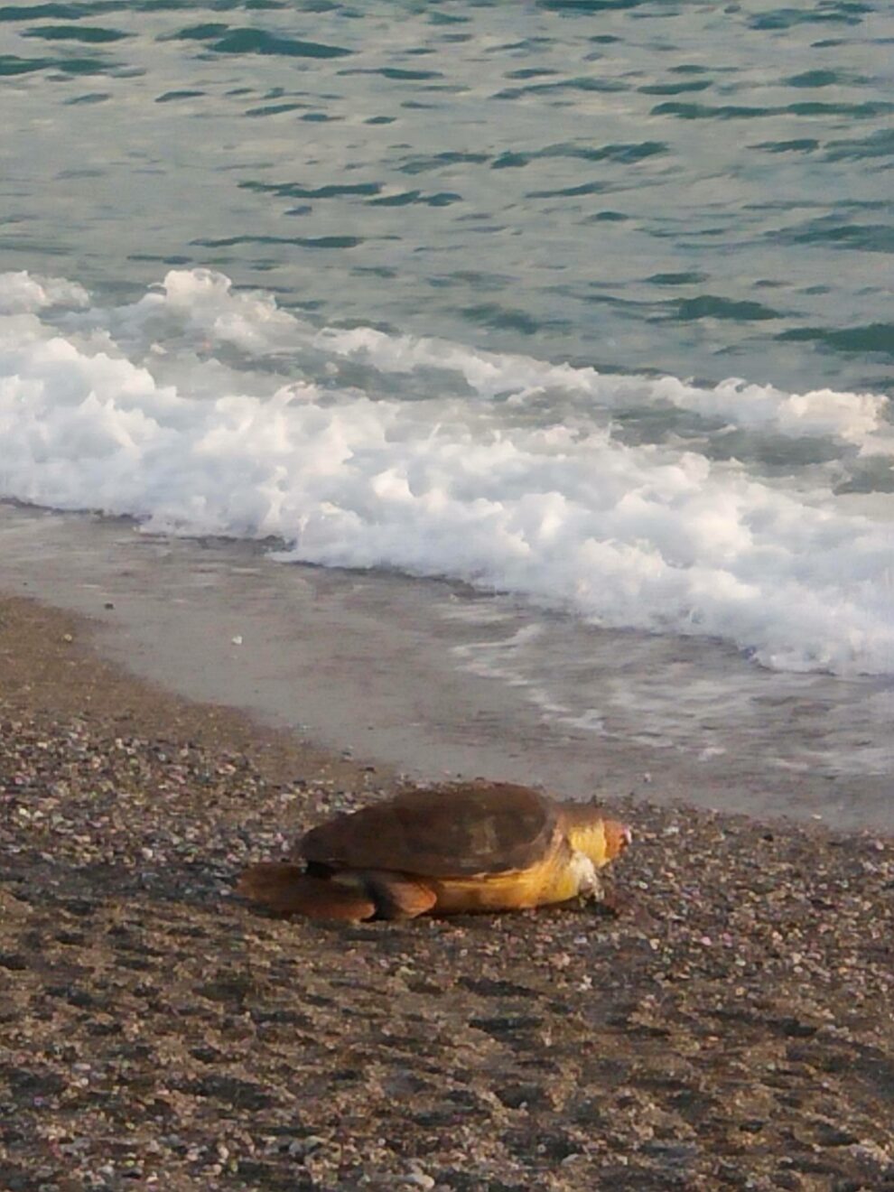 Ακόμα μια νεκρή θαλάσσια χελώνα ξεβράστηκε στις ακτές της Καλαμάτας (φωτογραφίες)