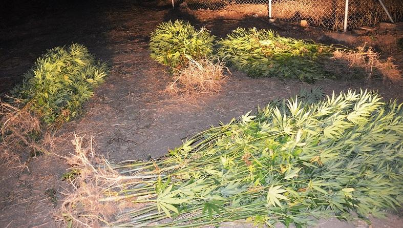 Δύο Αλβανοί οι καλλιεργητές 308 δενδρυλλίων κάνναβης στην Οιχαλία