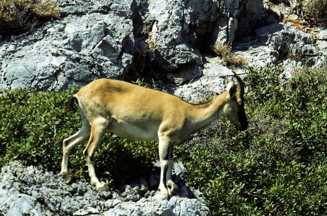 Κυνηγετικός τουρισμός