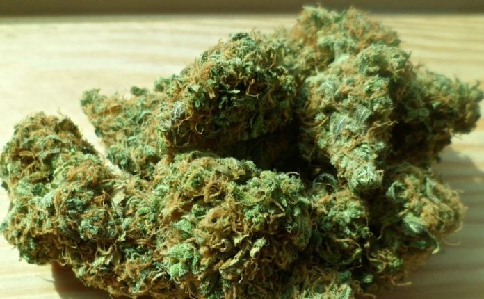 Κάθειρξη 8 ετών σε 54χρονο που καλλιεργούσε δενδρύλλια και έφτιαχνε χασισέλαιο