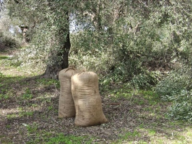 Μεσσηνία: 35χρονος έκλεψε σακιά με ελιές