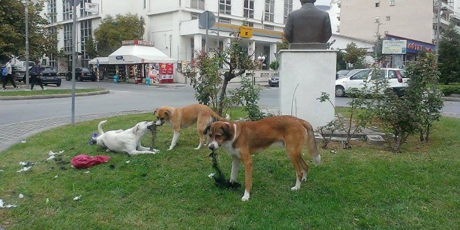 Έπεσε σε αγέλη αδέσποτων