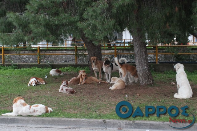 Μεσσήνη: Προχωρούν οι διαδικασίες δημιουργίας δημοτικού καταφυγίου αδέσποτων ζώων
