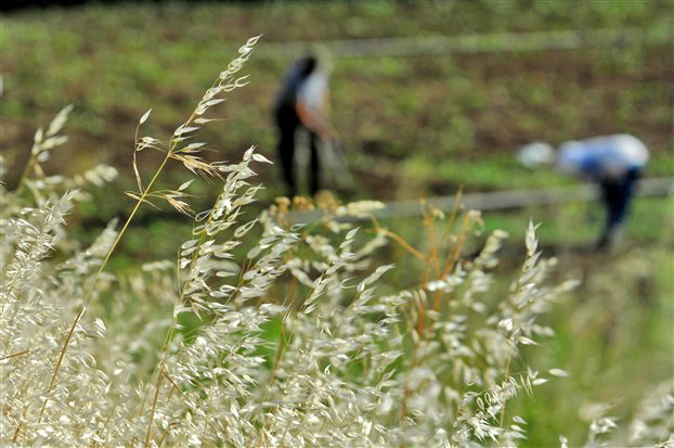 Ανθρώπινο κρανίο βρέθηκε σε χωράφι στη Μεσσηνία
