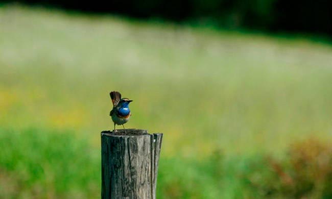 Η Καλαμάτα έδρα του Φορέα Διαχείρισης Natura