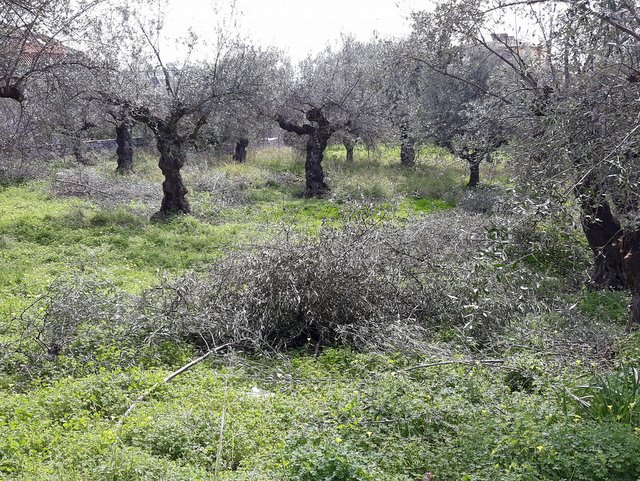 Μάζεψαν τις ξένες ελιές, αλλά τα κλαριά δεν τα απομάκρυναν