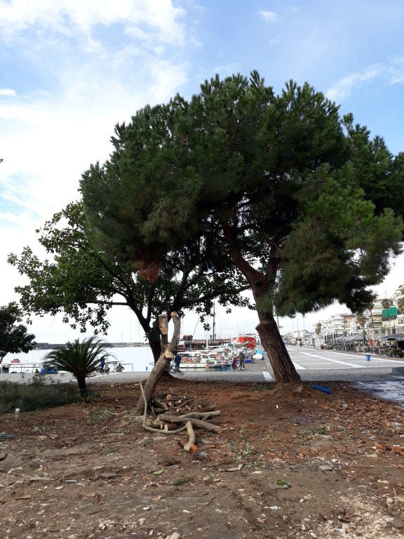 Κλάδεμα δένδρων στο «Πανελλήνιο»