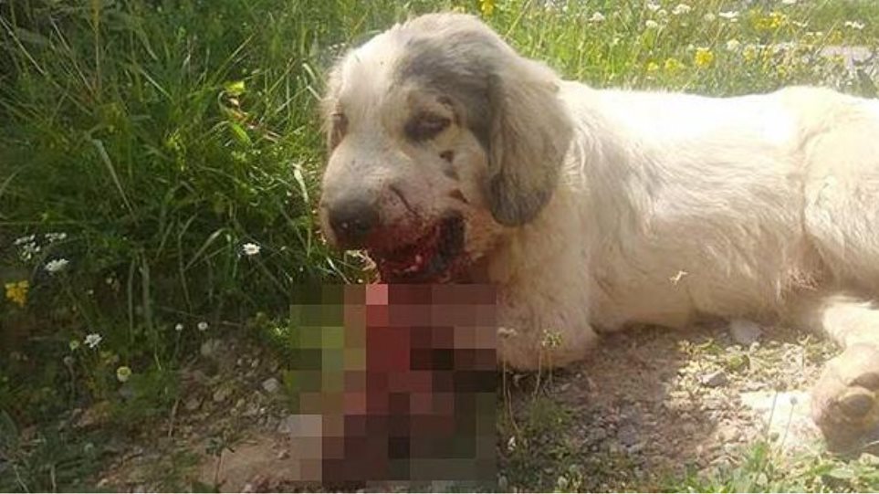 Από τροχαίο ο σκύλος με τα σπασμένα σαγόνια!