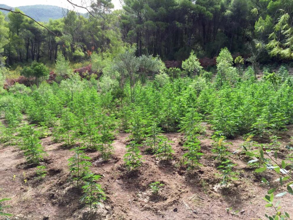 Προφυλακίσθηκαν ο 40χρονος και ο 50χρονος για τη χασισοφυτεία στον Ταΰγετο