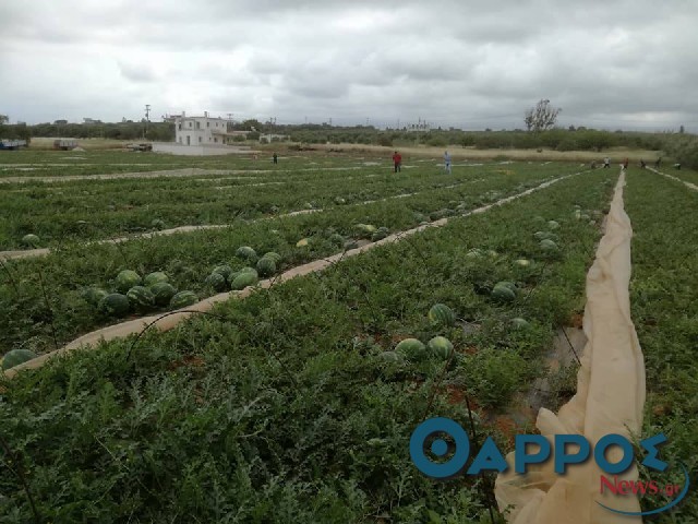 Καρπούζι: Η πρώτη εικόνα για τις φυτεύσεις της νέα σεζόν