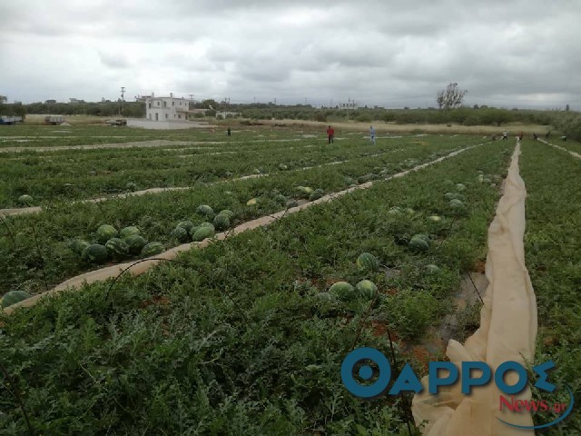 Από το Λιμενάρι Φιλιατρών στις αγορές του κόσμου το πρώτο υπαίθριο καρπούζι