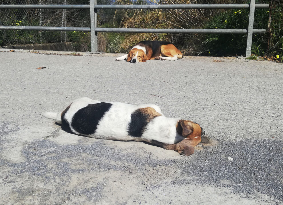 Κτήνη σκόρπισαν πάλι φόλες (και)  στην Κρήτης, αλλά θα τους βρούμε!