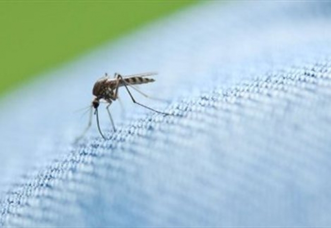 Διαμαρτυρίες κατοίκων της Γιάλοβας για έξαρση κουνουπιών