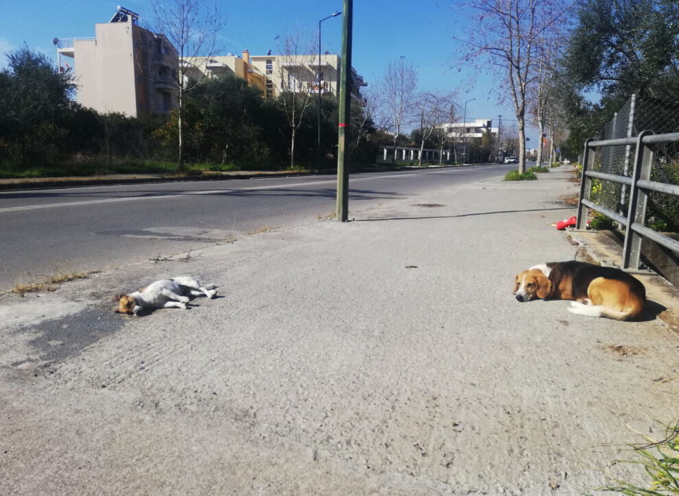 Κοντά στο φιλαράκι του…