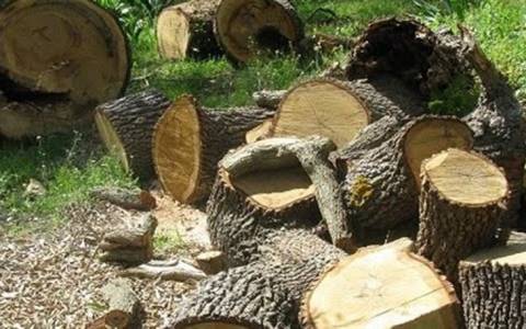 Έκοψαν 11 αιωνόβια ελαιόδεντρα  σε ξένο κτήμα στο Κορυφάσιο!
