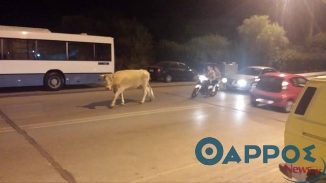 Αγελάδα βγήκε βόλτα στους δρόμους της Καλαμάτας (φωτογραφίες)
