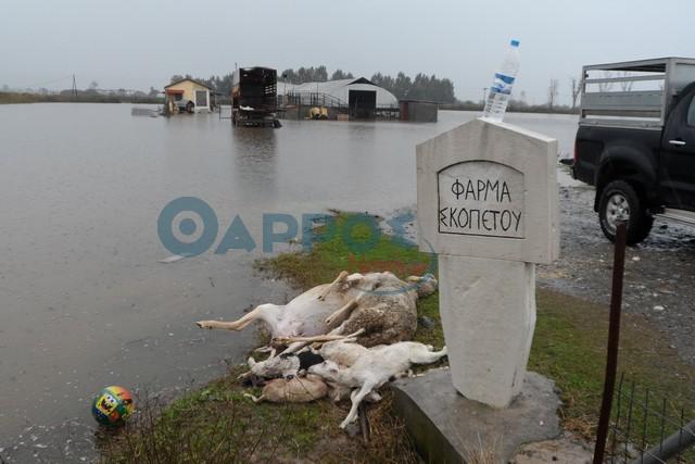 Ολική καταστροφή σε μαντρί  στον κάμπο της Μεσσήνης (φωτογραφίες και βίντεο)