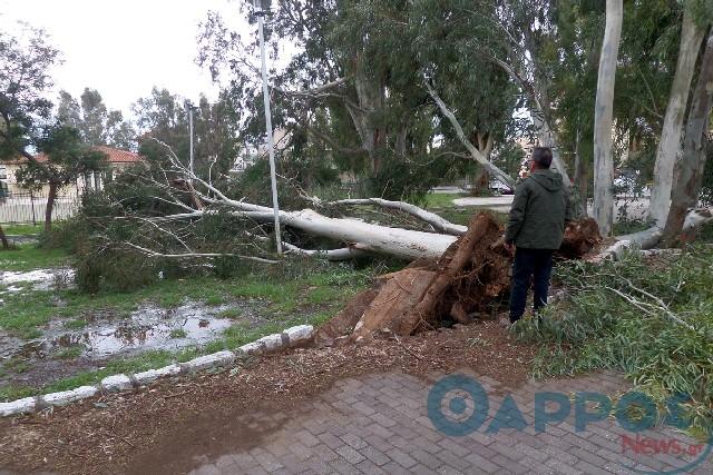 Δεκάδες τα τηλεφωνήματα στην Πυροσβεστική Υπηρεσία, επενέβη σε 50 περιστατικά (φωτογραφίες)