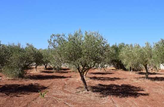 Οι ελιές στη Μεσόγειo χτυπήθηκαν  από τη θανάσιμη ασθένεια ξυλέλλα – Απειλή και για την Ελλάδα