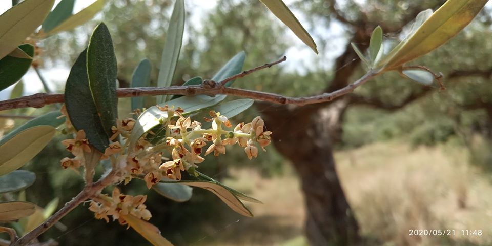 Οι ζημιές λόγω ακαρπίας της ελιάς δεν αποζημιώνονται από τον ΕΛΓΑ