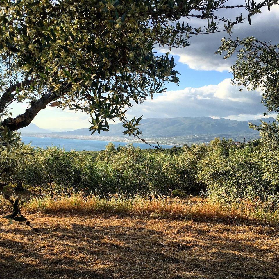 Στα ελαιοχώραφα οι γεωπόνοι για τις επιπτώσεις από τον καύσωνα